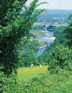 Sheep near Dordogne River