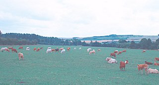 Cows